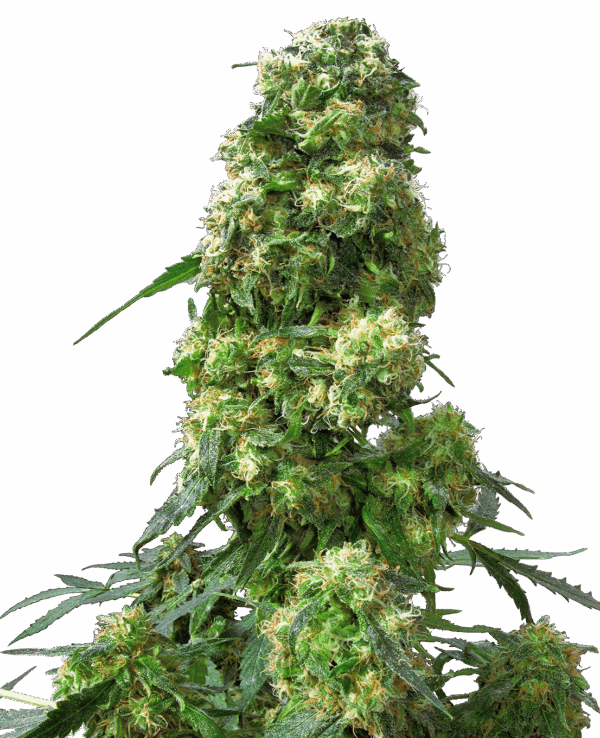 Early Hash Skunk - Imagem 3
