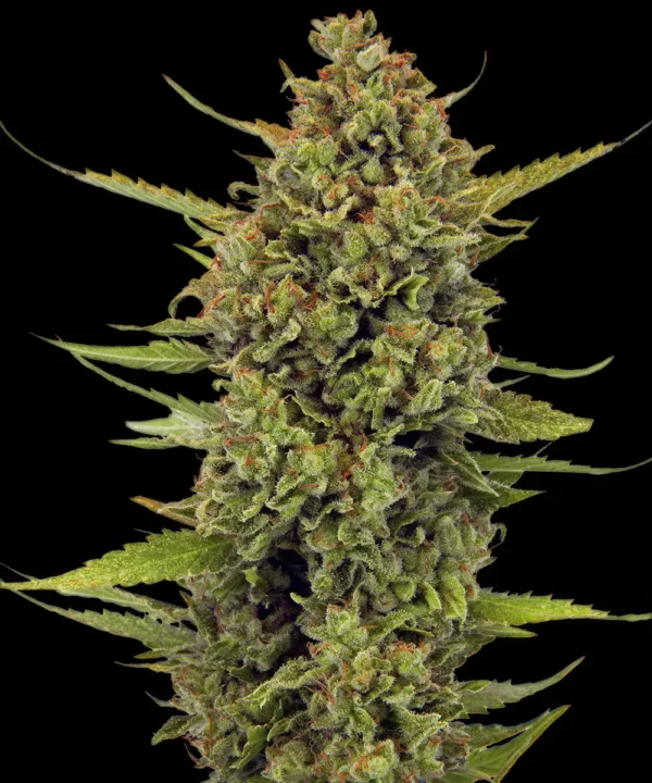 Acapulco Gold - Image 3