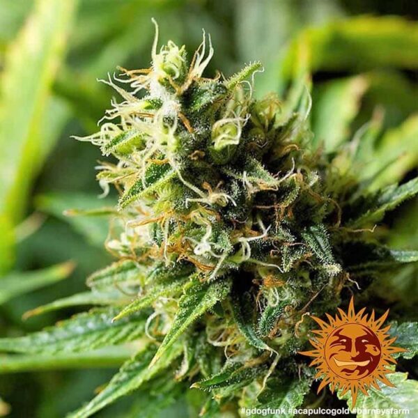 Acapulco Gold - Image 2