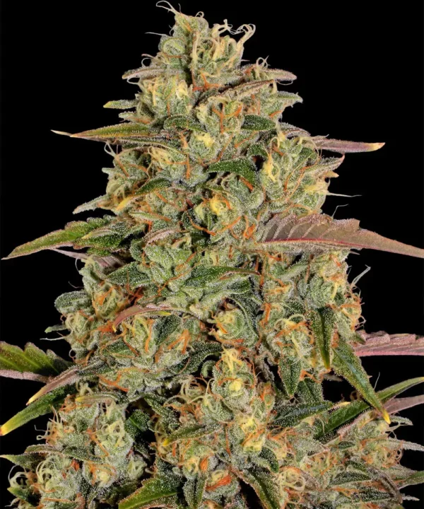 Amnesia Lemon - Image 3