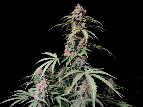 Amnesia Zkittlez Auto - Image 5