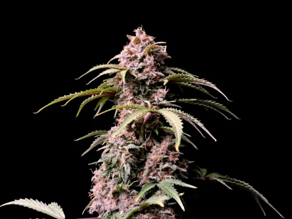 Amnesia Zkittlez Auto - Image 4