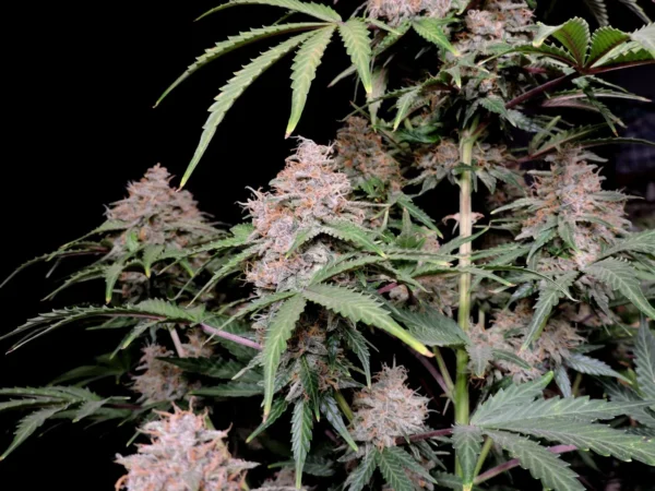 Amnesia Zkittlez Auto - Image 3