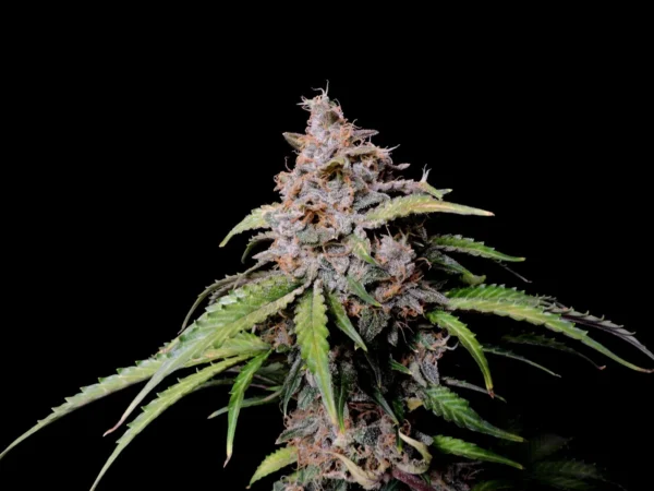Amnesia Zkittlez Auto - Image 2