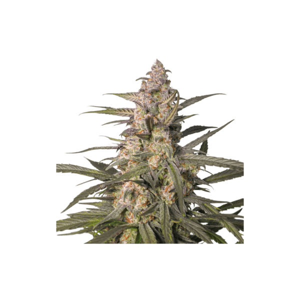 Auto Northern Dragon Fuel - Image 3