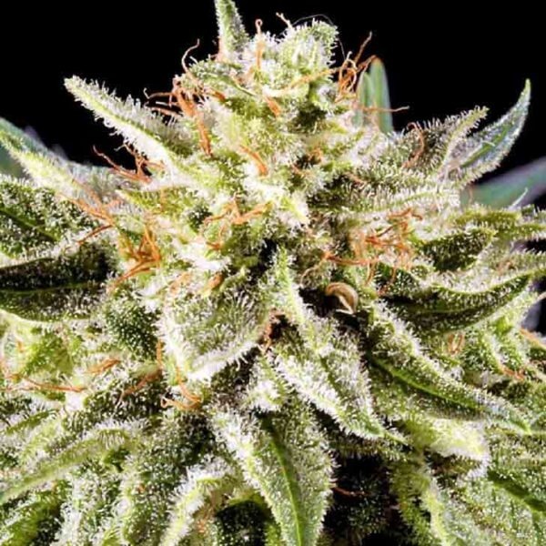 White Russian Auto - Image 2