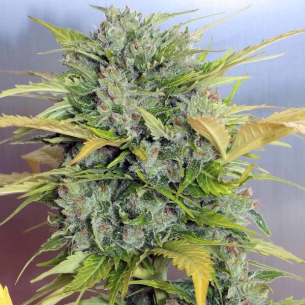 Ak47 Auto - Imagem 3