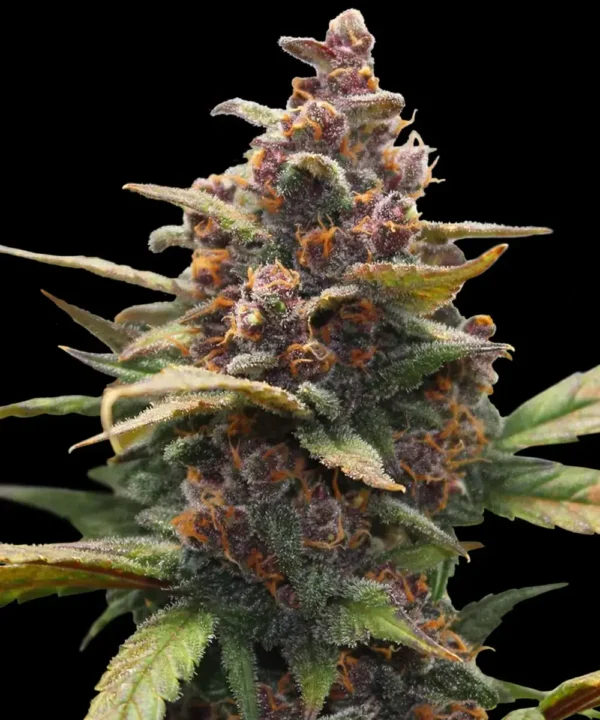 Ayahuasca Purple - Image 3