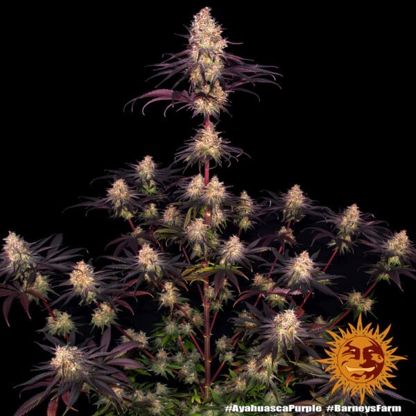 Ayahuasca Purple - Image 2