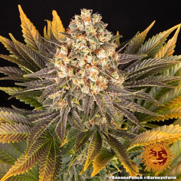 Banana Punch - Image 3
