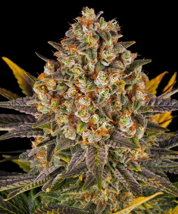 Banana Punch - Image 2