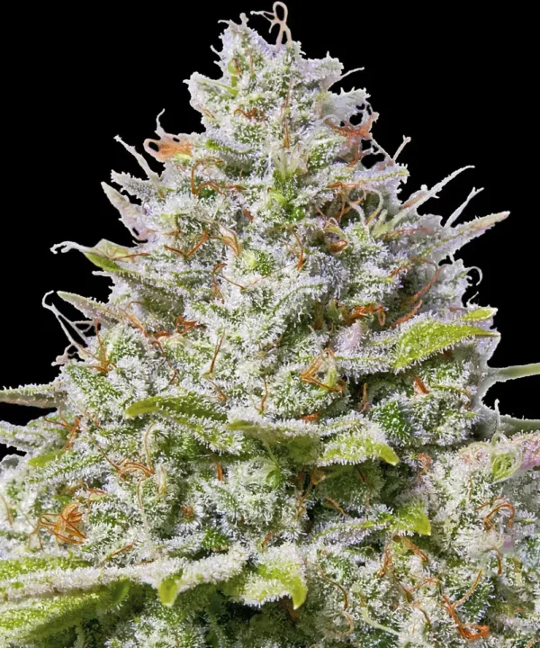 Blue Gelato #41 - Image 3