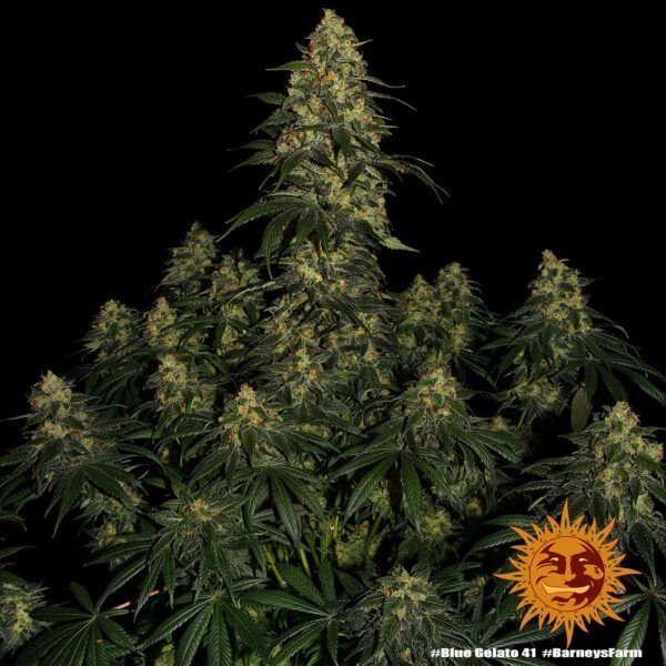 Blue Gelato #41 - Image 2