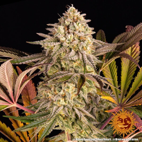 Blue Sunset Sherbert - Image 3