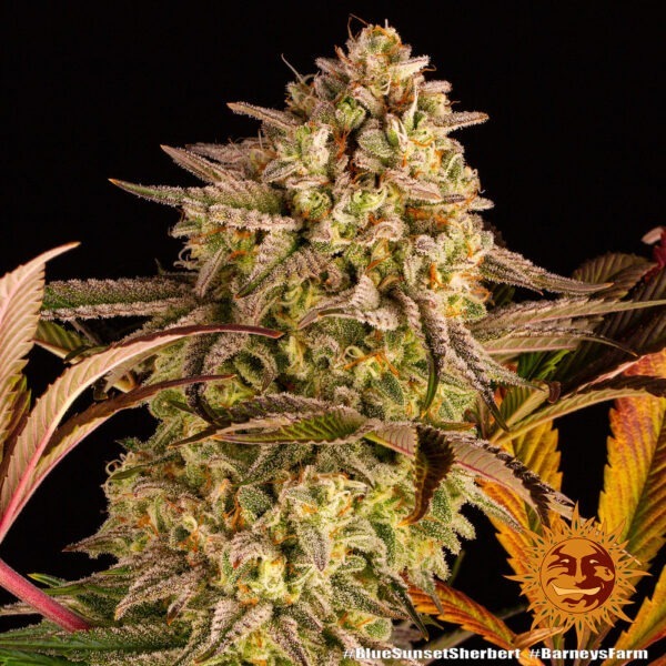 Blue Sunset Sherbert - Image 2