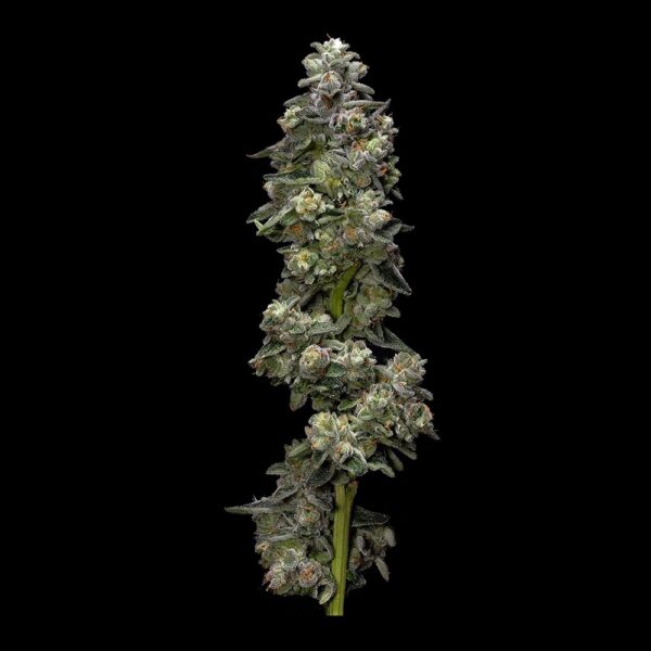 Bakers Delight - Image 2