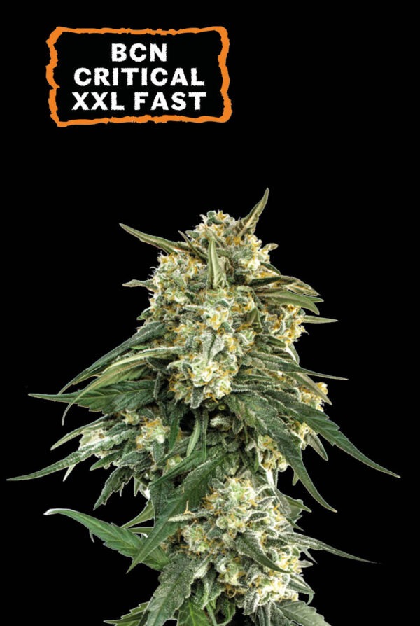 BCN Critical XXL Fast