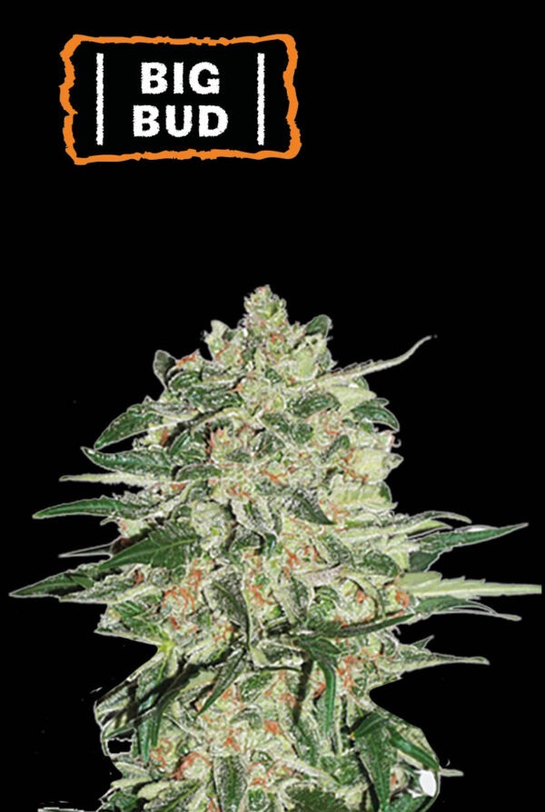 Big Bud