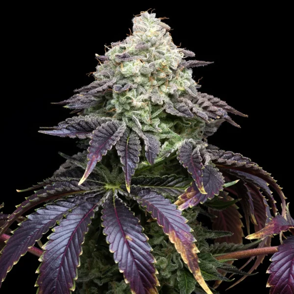 Black Biscotti - Imagem 3