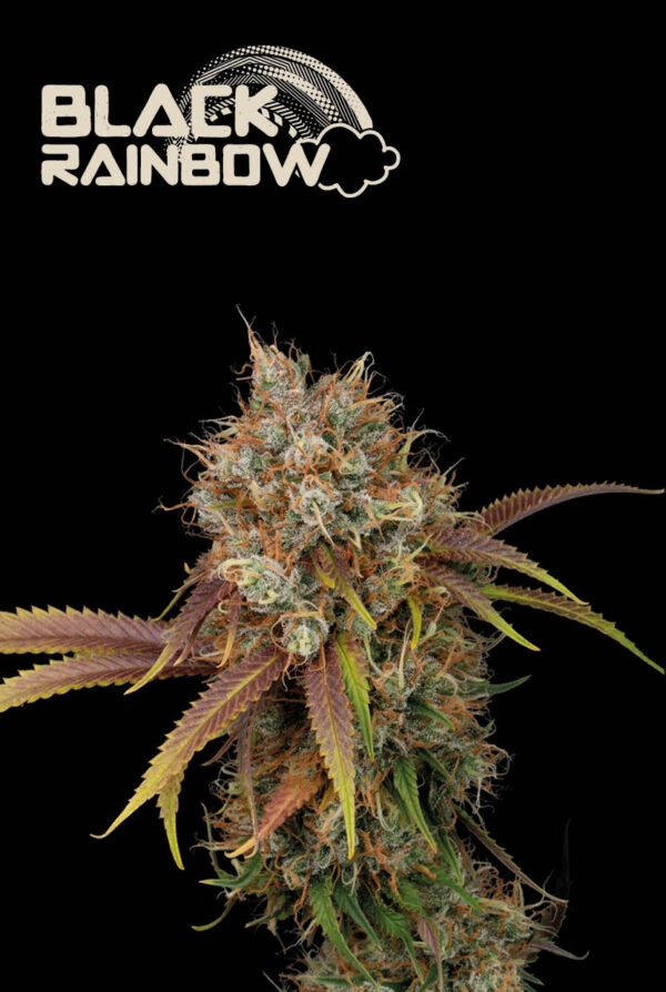 Black Rainbow