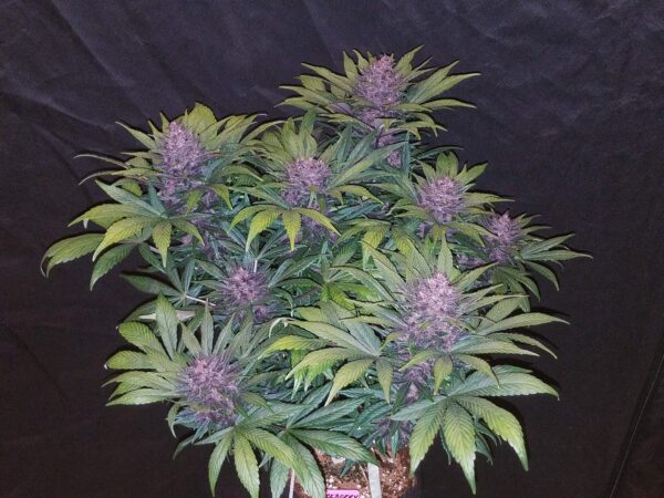 Blackberry Auto - Image 3