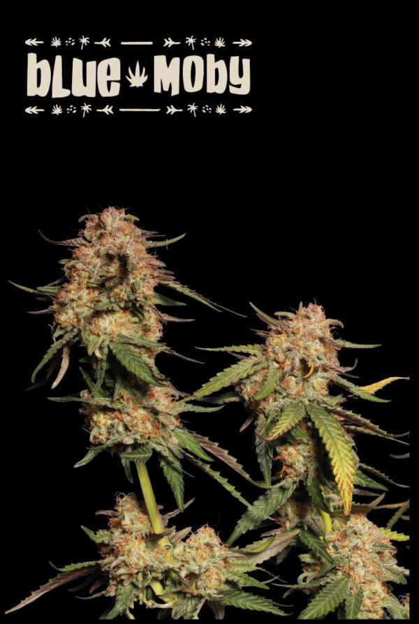Blue Moby