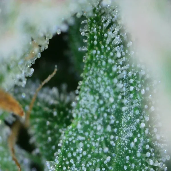 Blue Dream Auto - Image 3