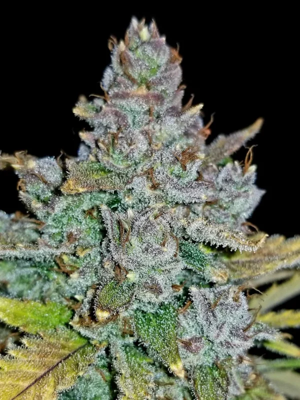 Blue Dream Auto - Image 4