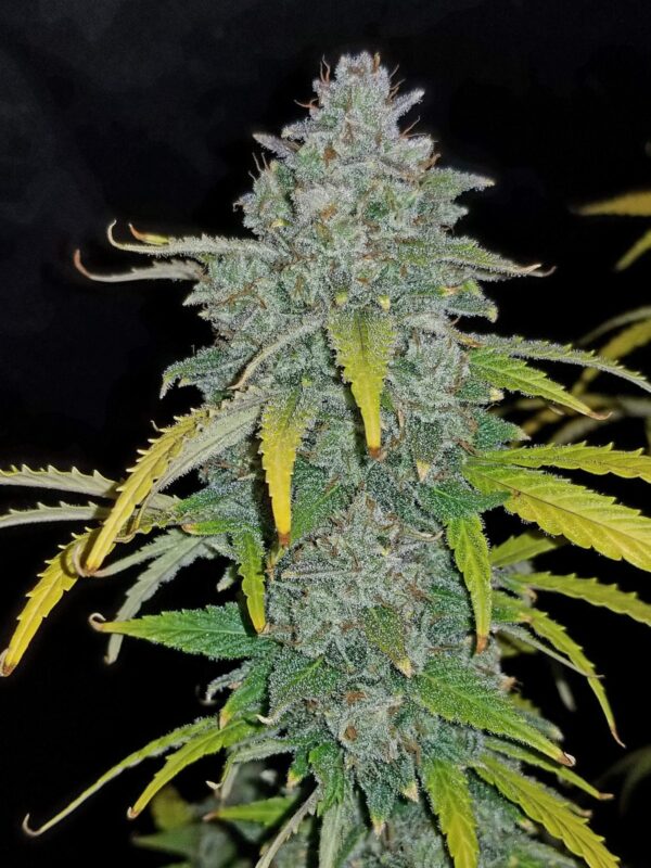Blue Dream Auto - Image 5