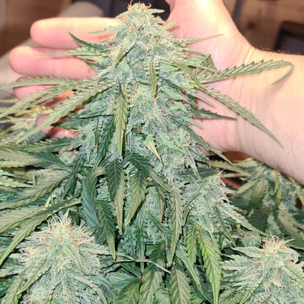 Blue Dream Auto - Image 2