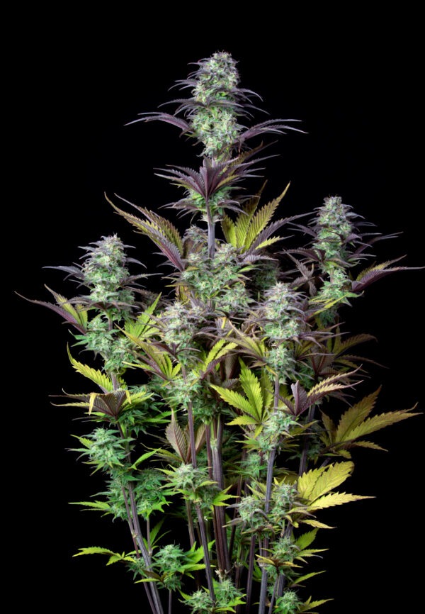 Blueberry Auto - Image 3