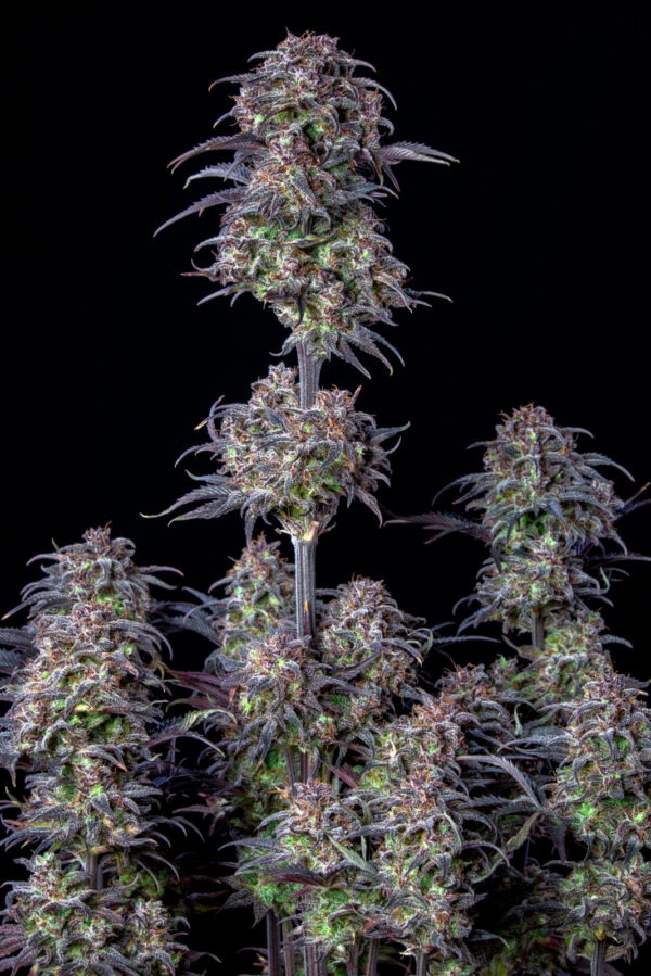 Blueberry Auto - Image 2
