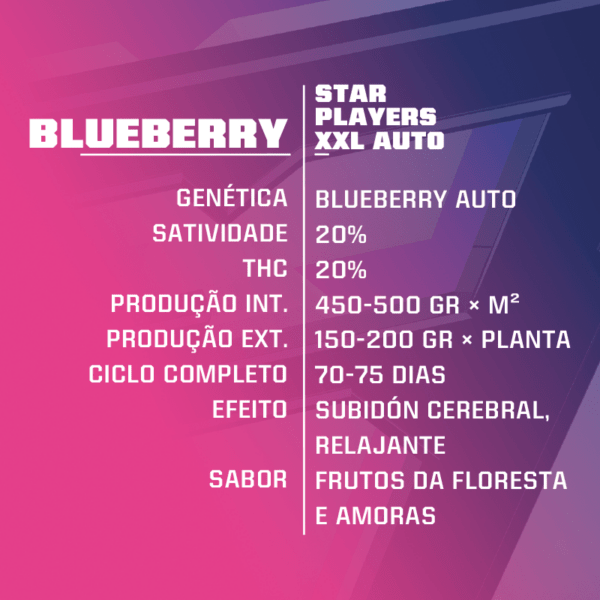 Blueberry XXL Auto - Image 2