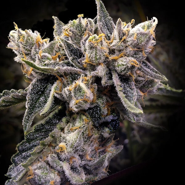 Bruised Bananas - Image 2