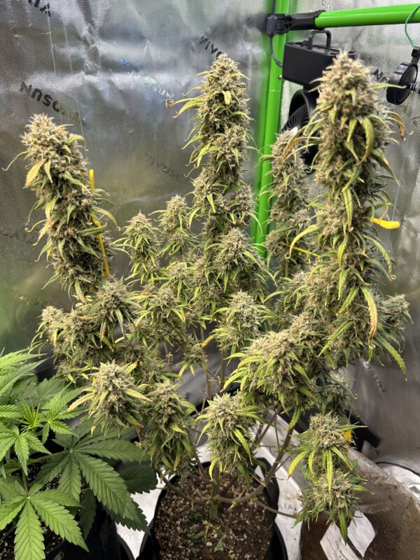 BubbleGum Auto - Image 4