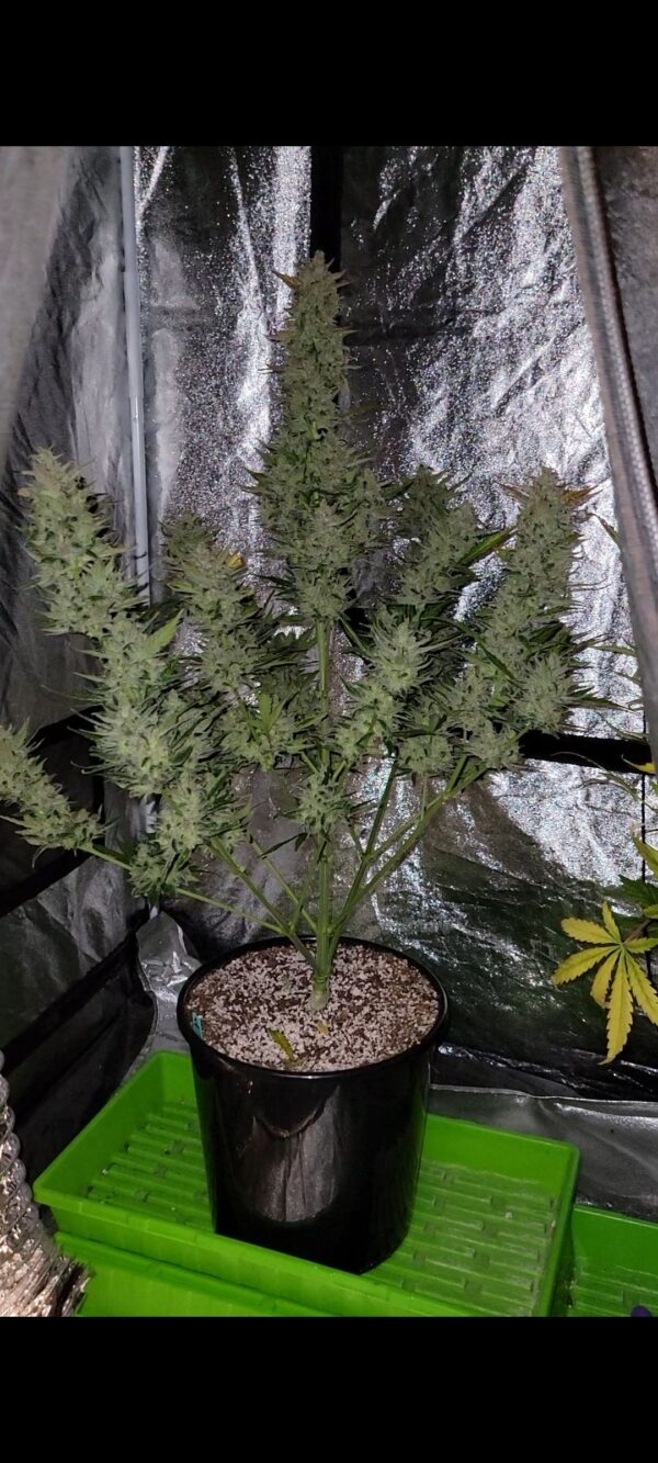 BubbleGum Auto - Image 2
