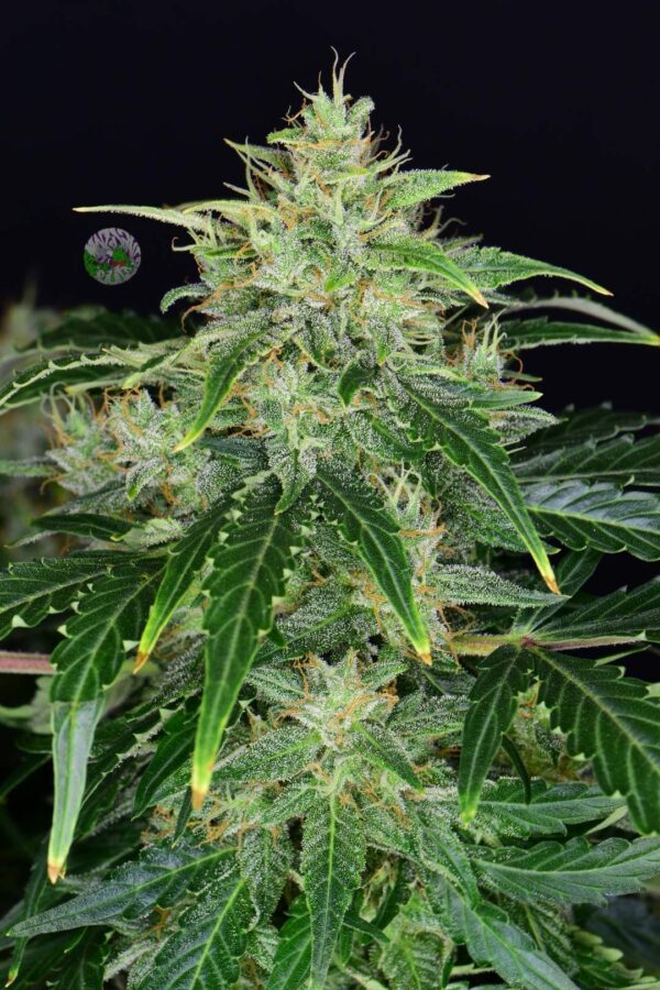 CBD Auto 20:1 - Image 2