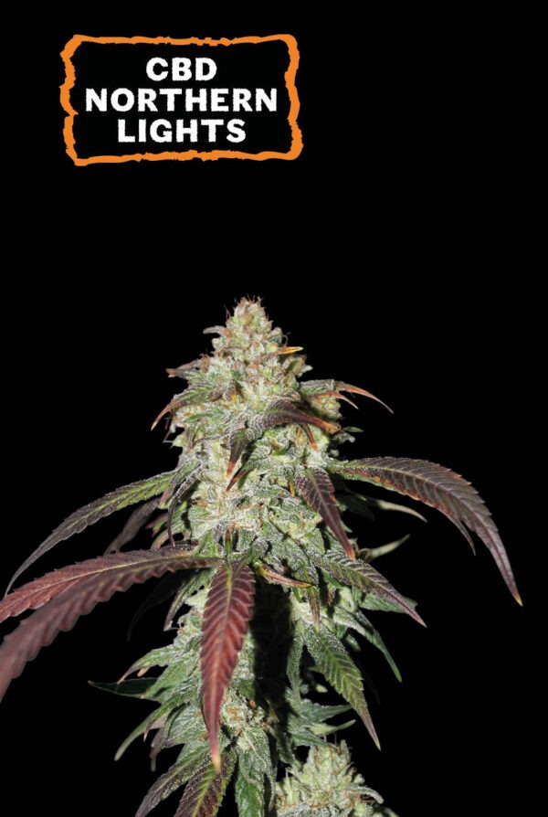 Cbd Northern Lights