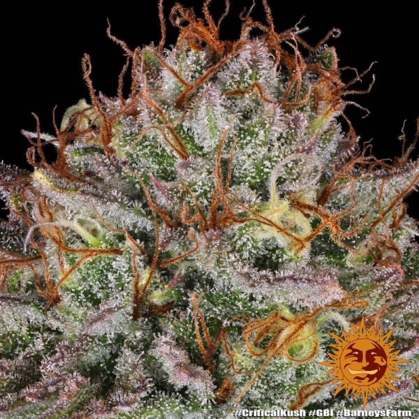 Critical Kush - Image 3