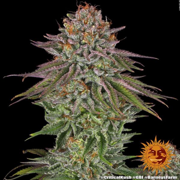 Critical Kush - Image 2