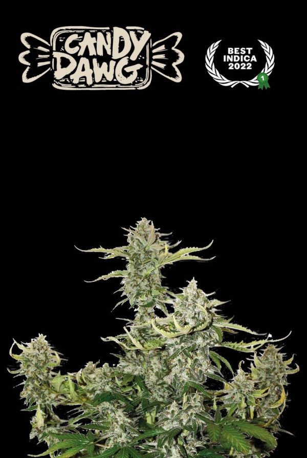 Candy Dawg Auto