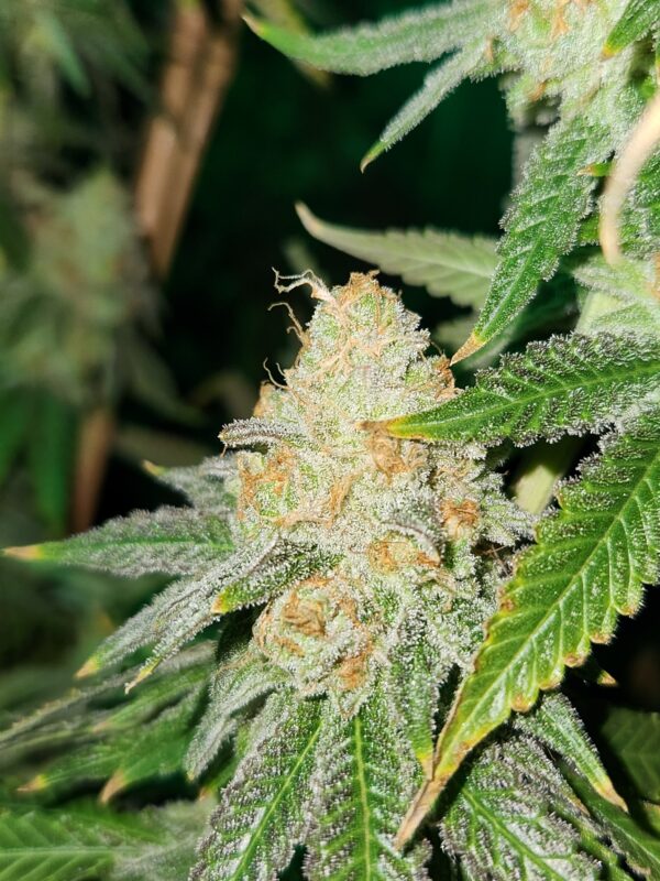 Cherry Punch - Imagem 3