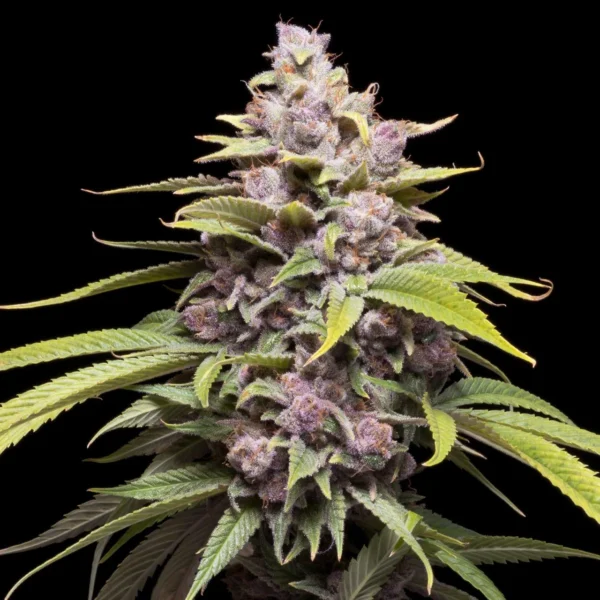 Cherry Punch - Imagem 4