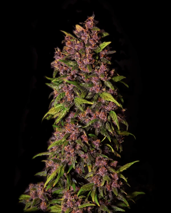 Crystal Meth Auto - Image 4