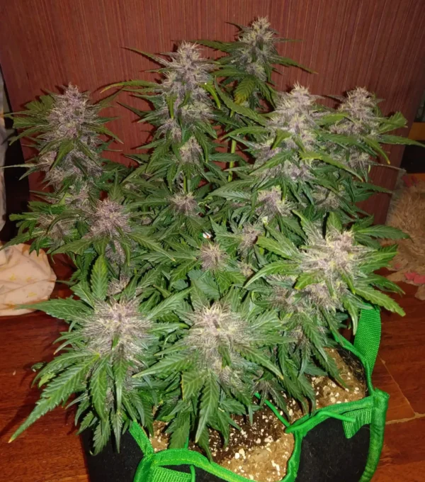 Crystal Meth Auto - Image 2