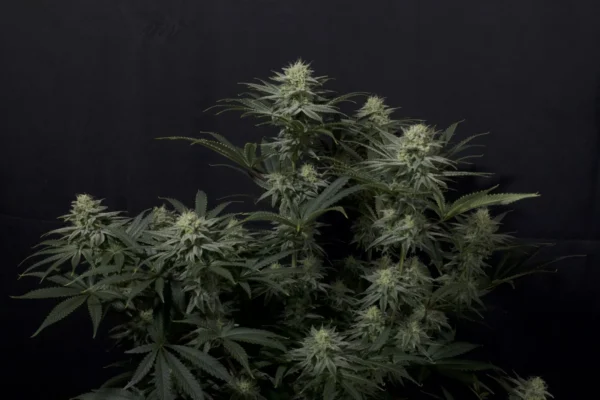 GG 4 Sherbet Faster Flowering - Image 3