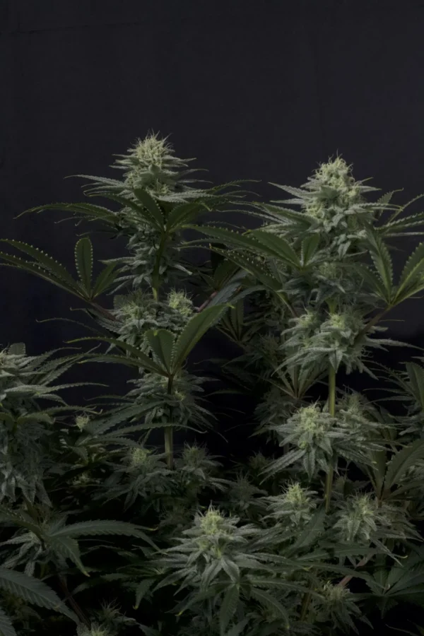 GG 4 Sherbet Faster Flowering - Image 4