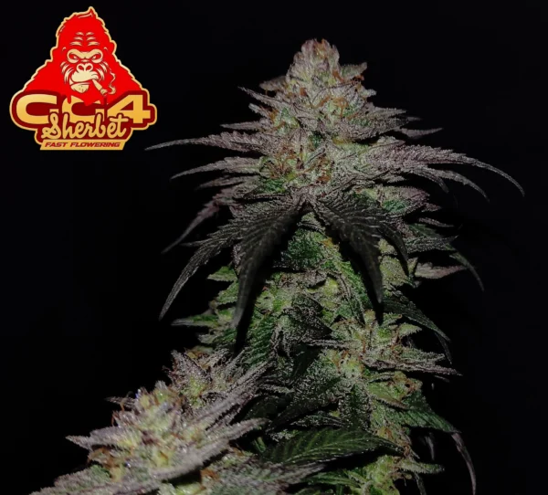GG 4 Sherbet Faster Flowering - Image 5