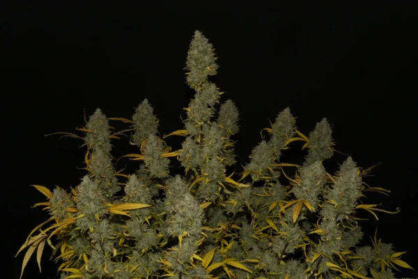 Gelato Auto - Image 4