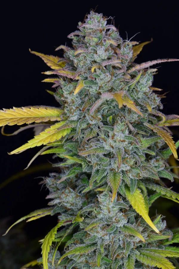 Gelato Auto - Image 3